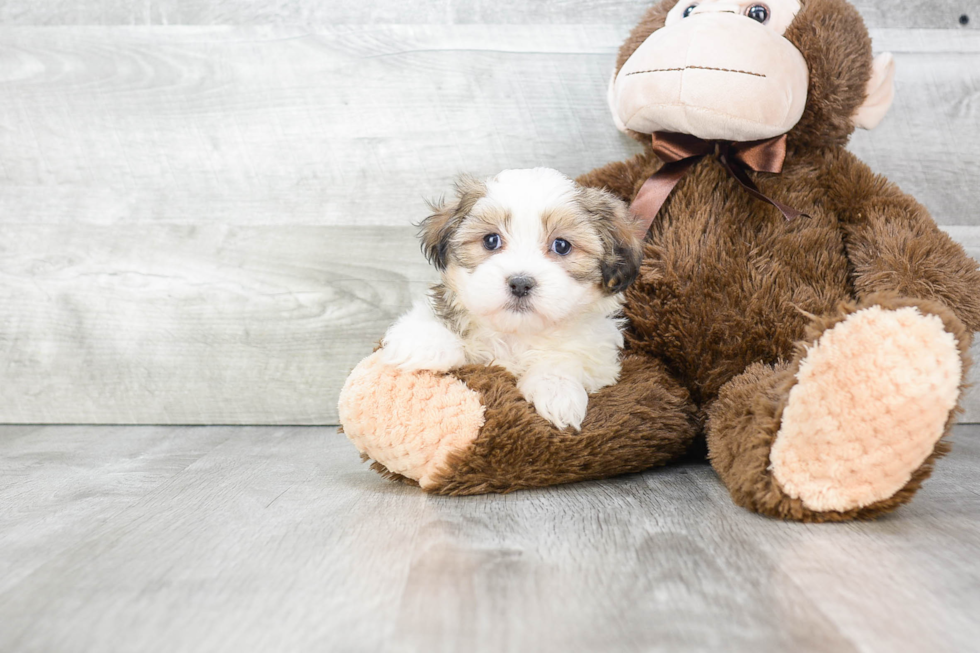 Teddy Bear Pup Being Cute