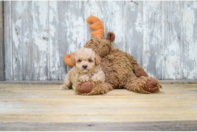 Small Cavapoo Baby