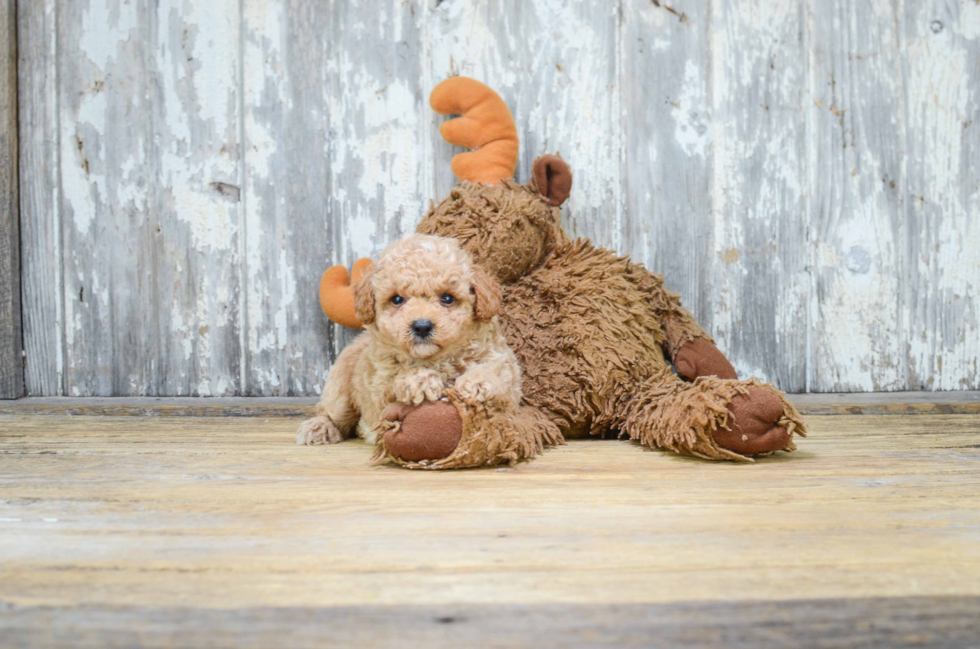 Small Cavapoo Baby