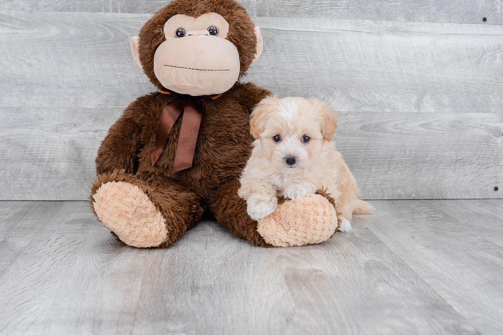 Small Maltipoo Baby