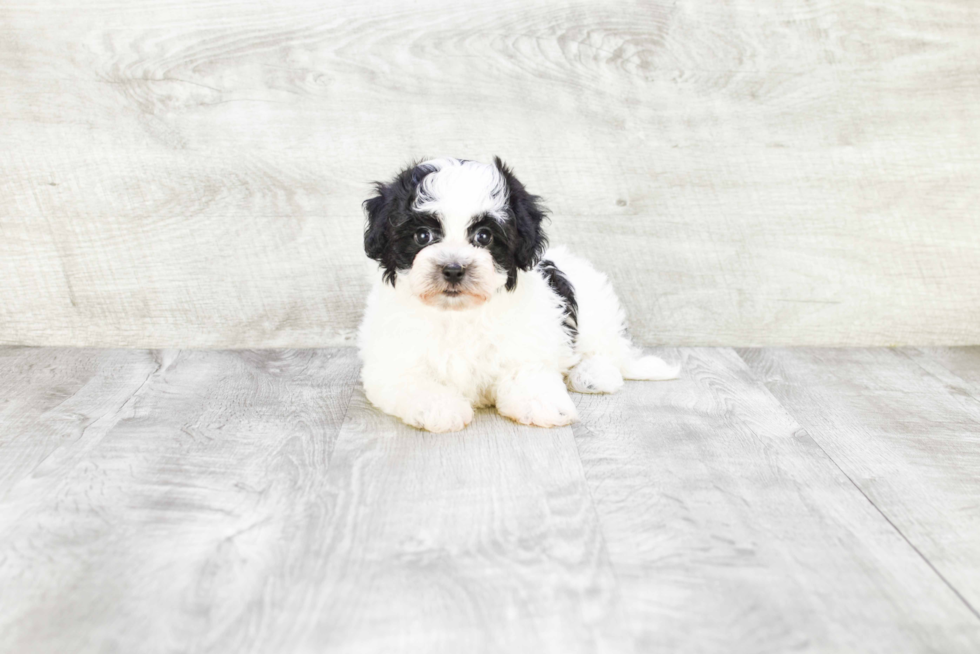 Havanese Pup Being Cute