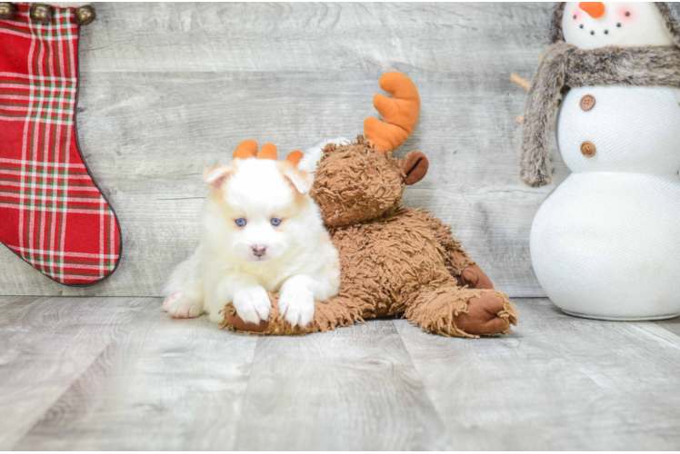 Best Pomsky Baby