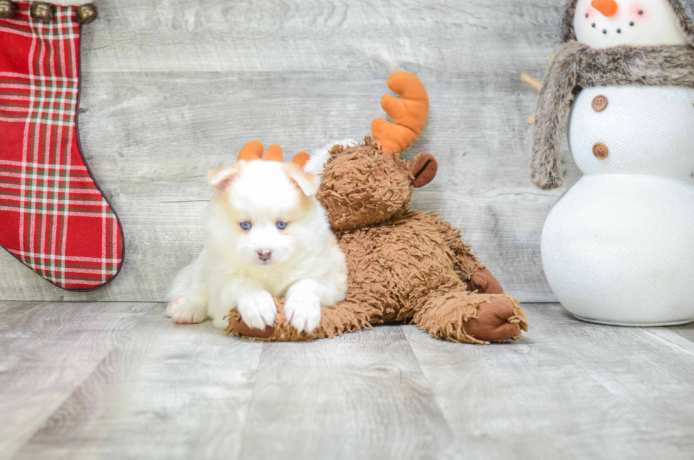 Best Pomsky Baby