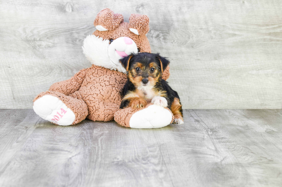 Meet Diddy - our Yorkshire Terrier Puppy Photo 