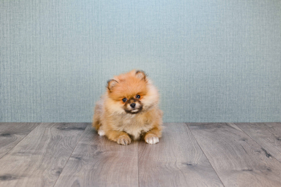 Pomeranian Puppy for Adoption