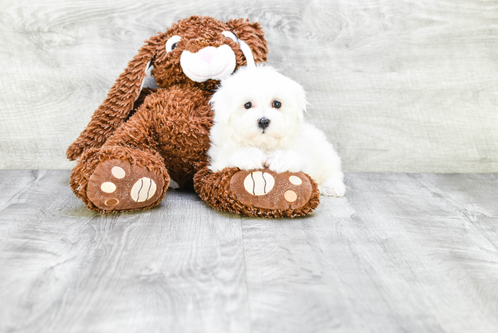 Funny Maltese Purebred Pup