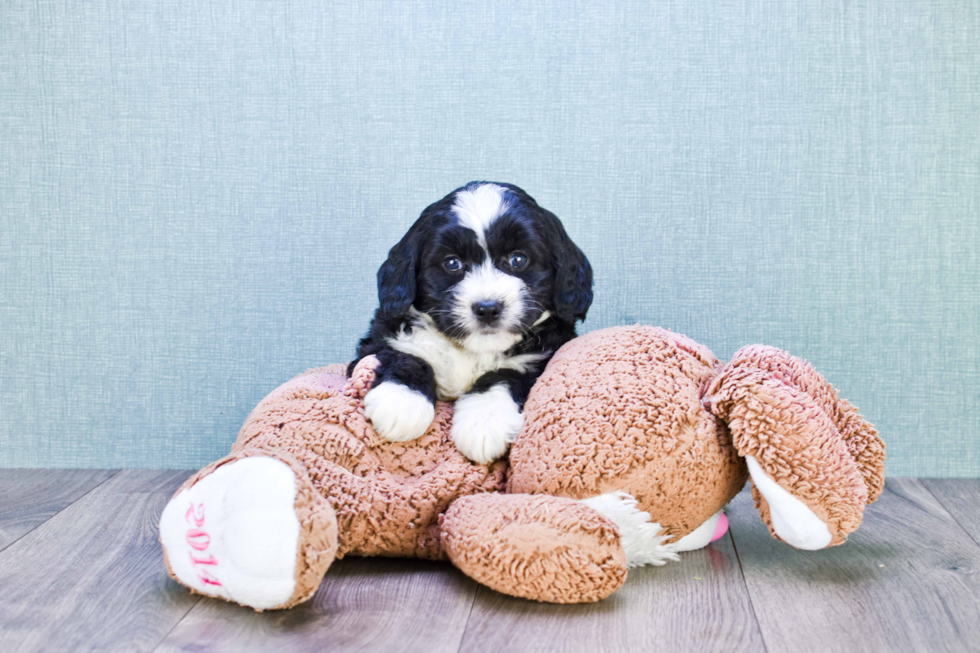 Fluffy Mini Bernedoodle Poodle Mix Pup