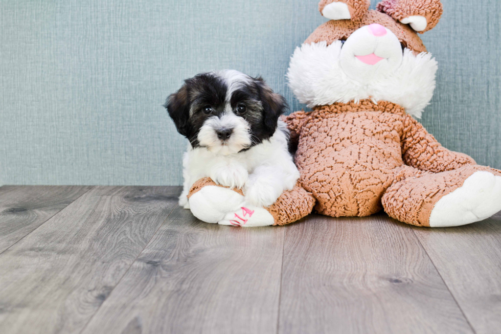 Funny Havanese Baby