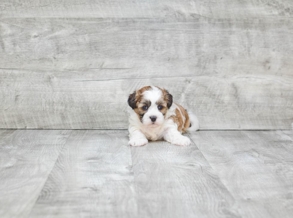 Teddy Bear Pup Being Cute