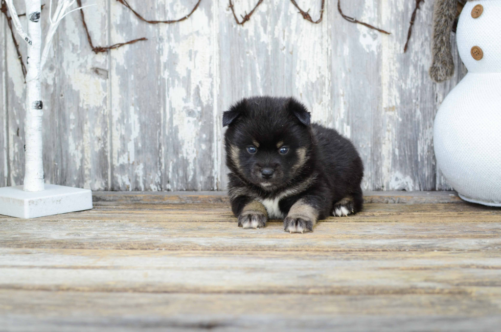 Best Pomsky Baby