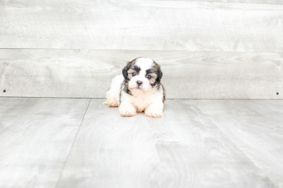 Fluffy Teddy Bear Designer Pup