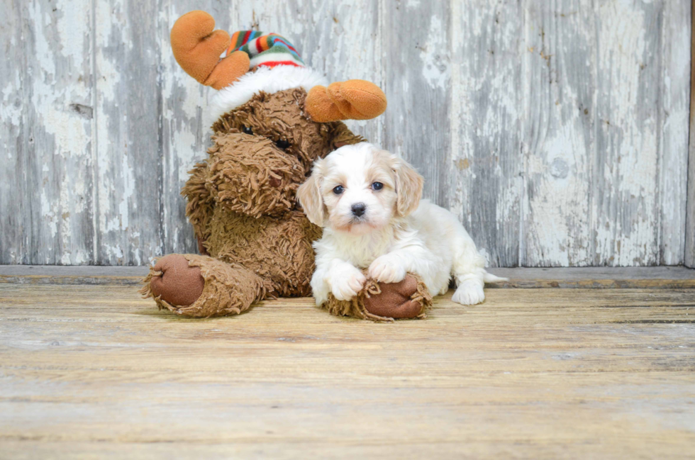 Best Cavachon Baby