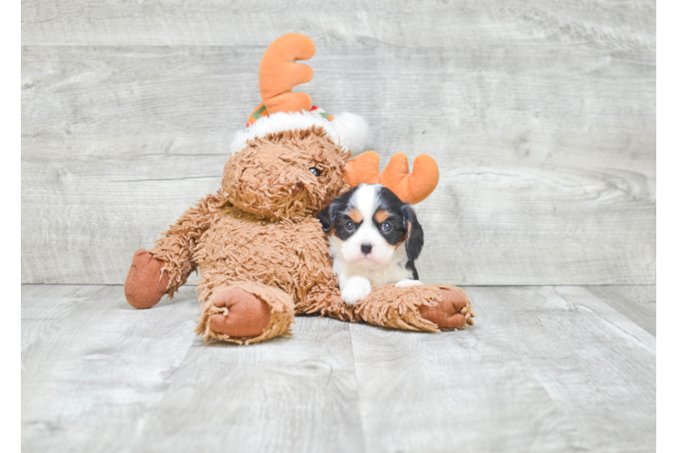 Akc Registered Cavalier King Charles Spaniel Baby