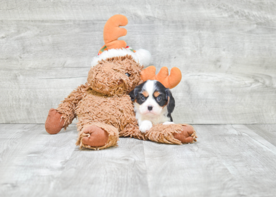 Akc Registered Cavalier King Charles Spaniel Baby