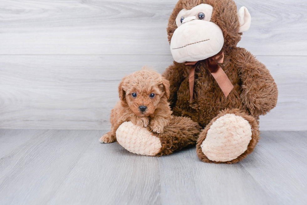 Best Cavapoo Baby