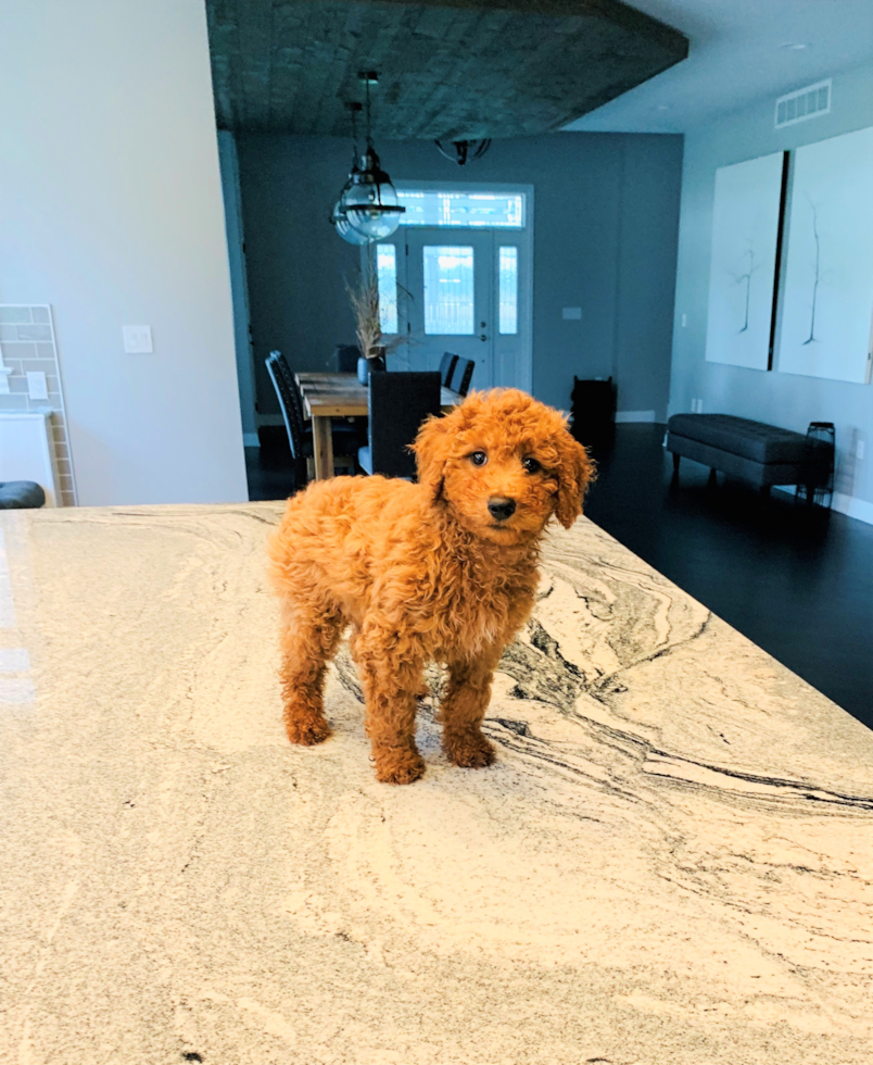 Mini Goldendoodle Pup Being Cute