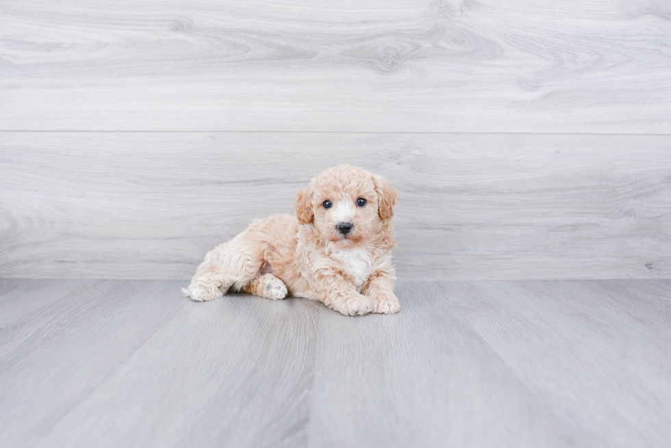 Small Maltipoo Baby