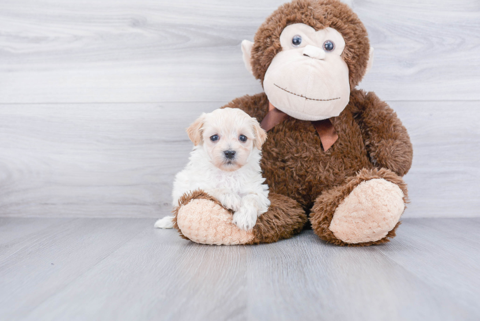 Best Maltipoo Baby