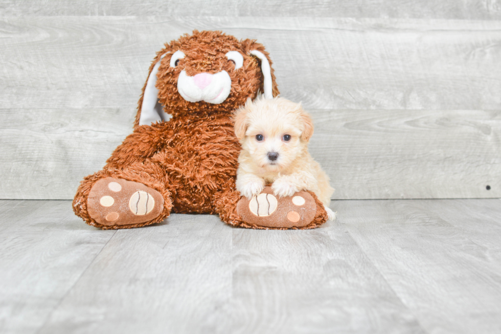 Best Maltipoo Baby