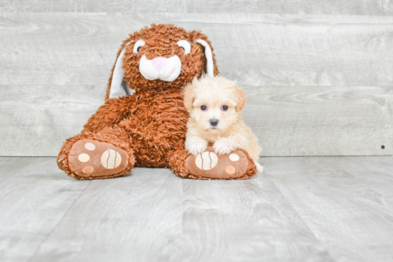 Best Maltipoo Baby