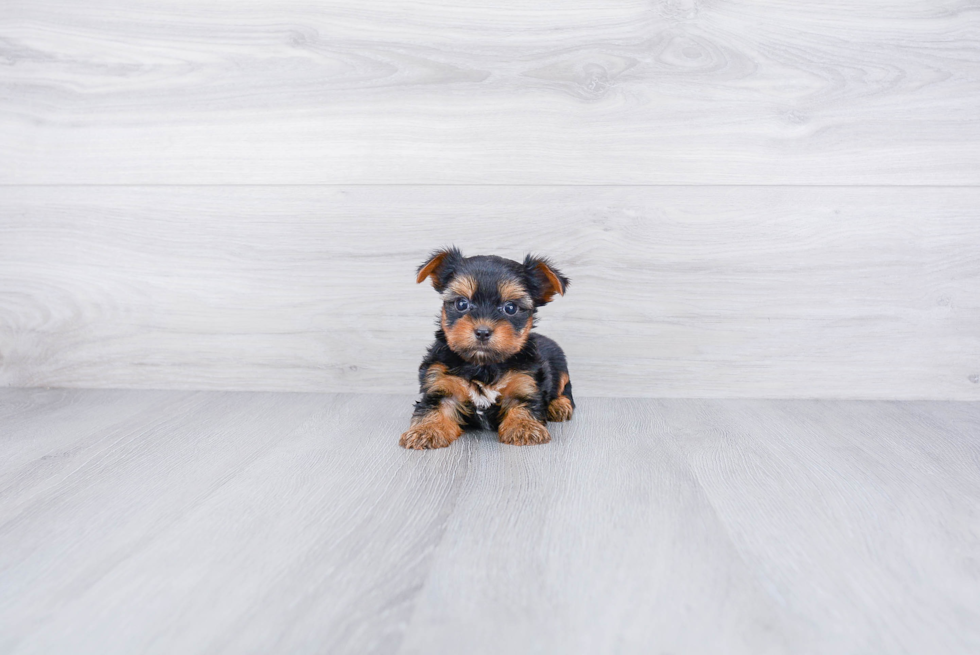 Meet Rascal - our Yorkshire Terrier Puppy Photo 