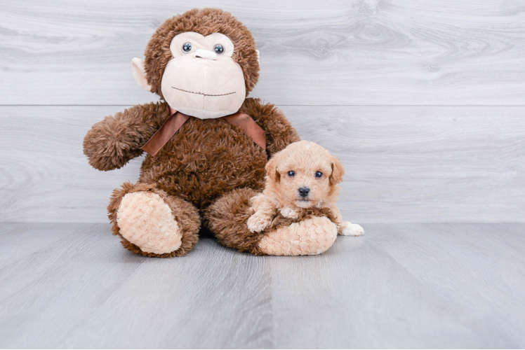 Adorable Maltese Poodle Poodle Mix Puppy