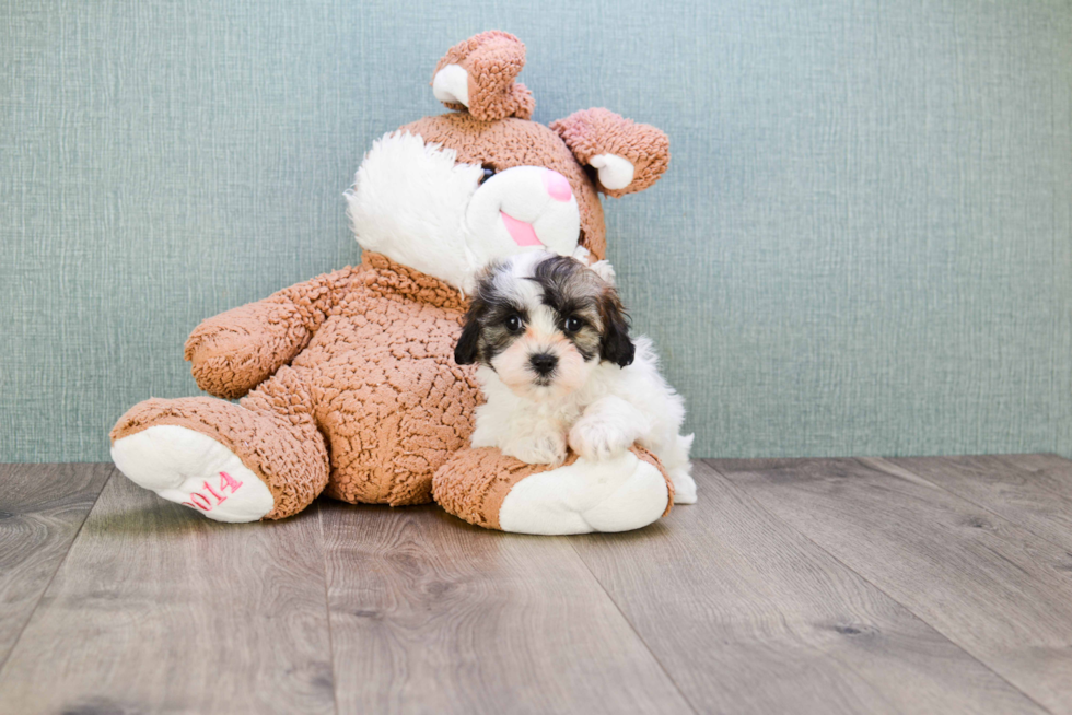 Smart Teddy Bear Designer Pup