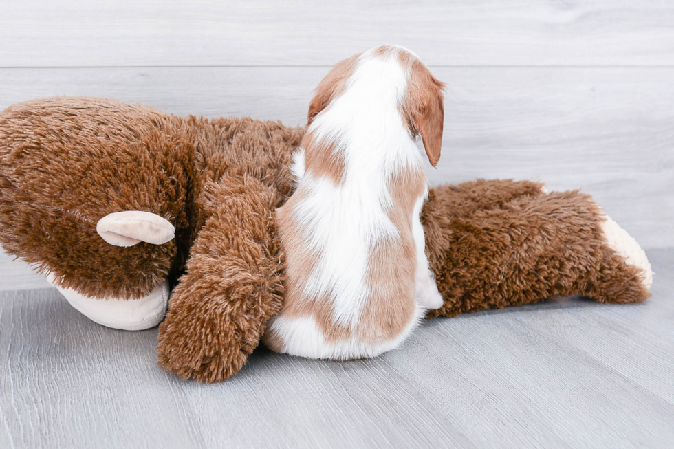 Sweet Cavalier King Charles Spaniel Purebred Puppy