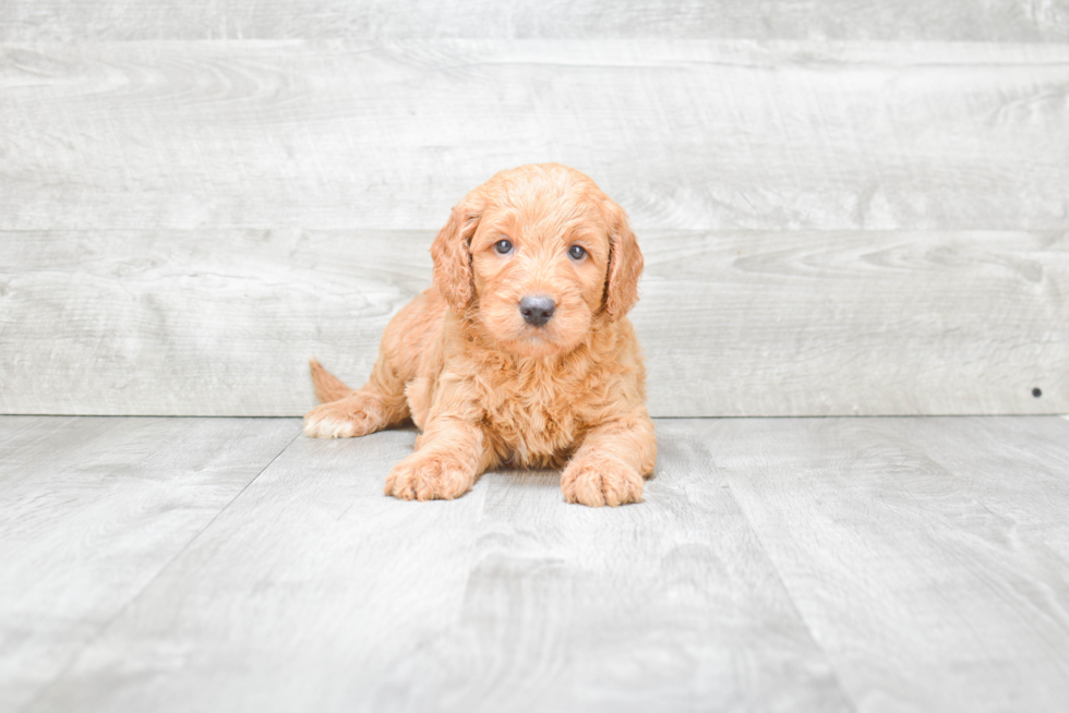 Petite Mini Goldendoodle Poodle Mix Pup