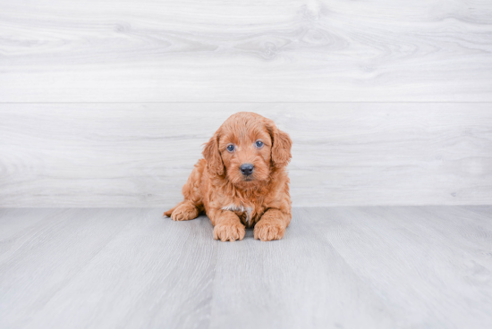 Mini Goldendoodle Pup Being Cute