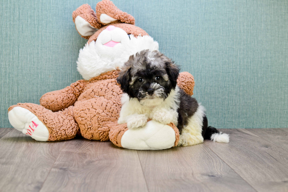 Adorable Havanese Purebred Puppy