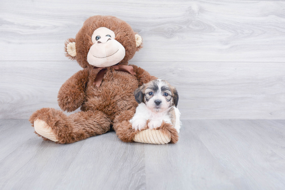 Teddy Bear Pup Being Cute