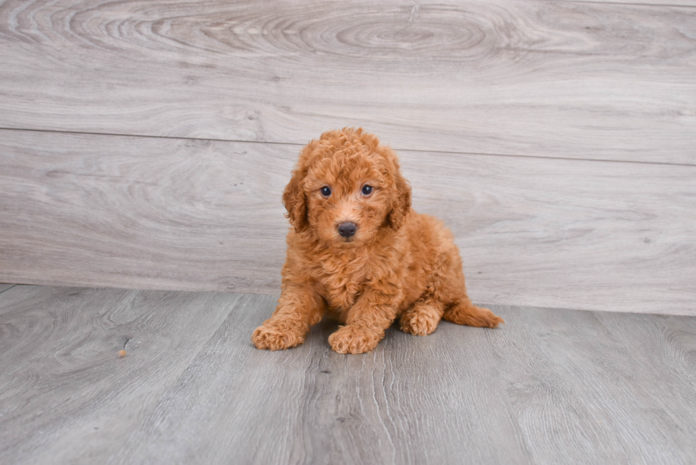 Mini Goldendoodle Pup Being Cute