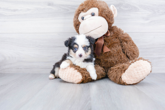 Small Mini Aussiedoodle Baby