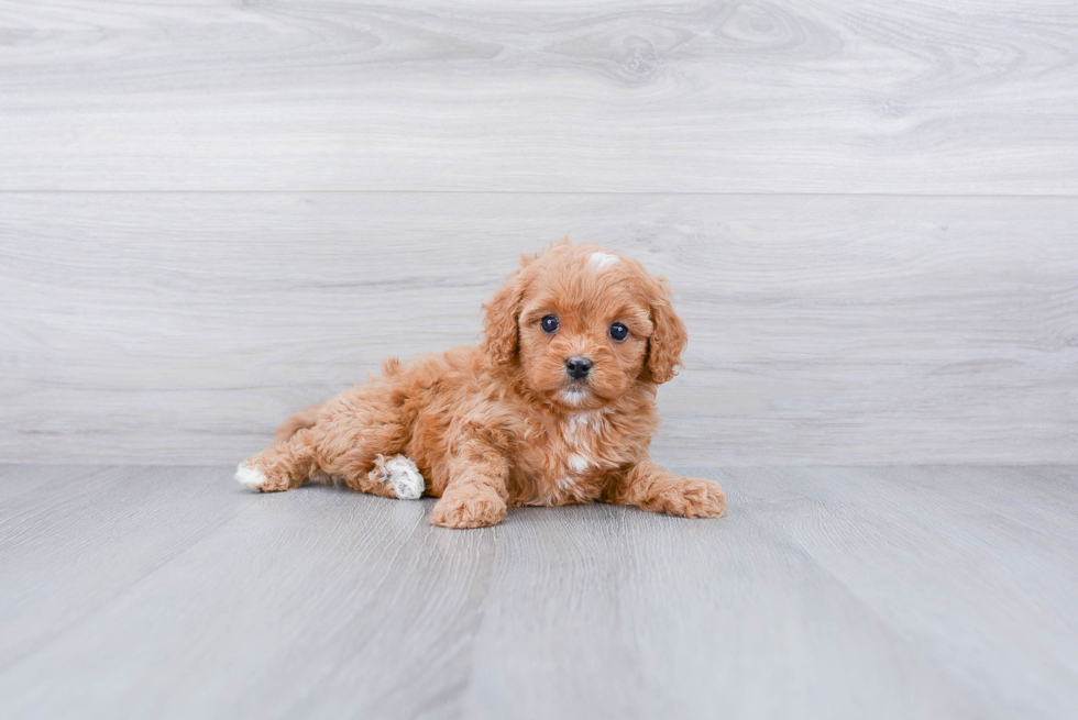 Cavapoo Pup Being Cute