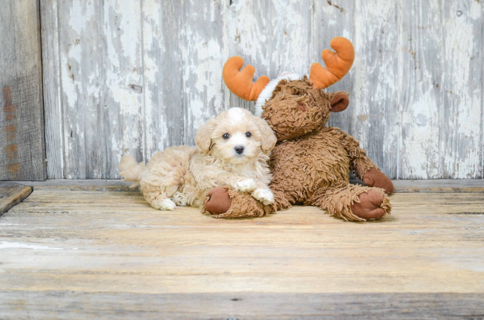 Maltipoo Puppy for Adoption