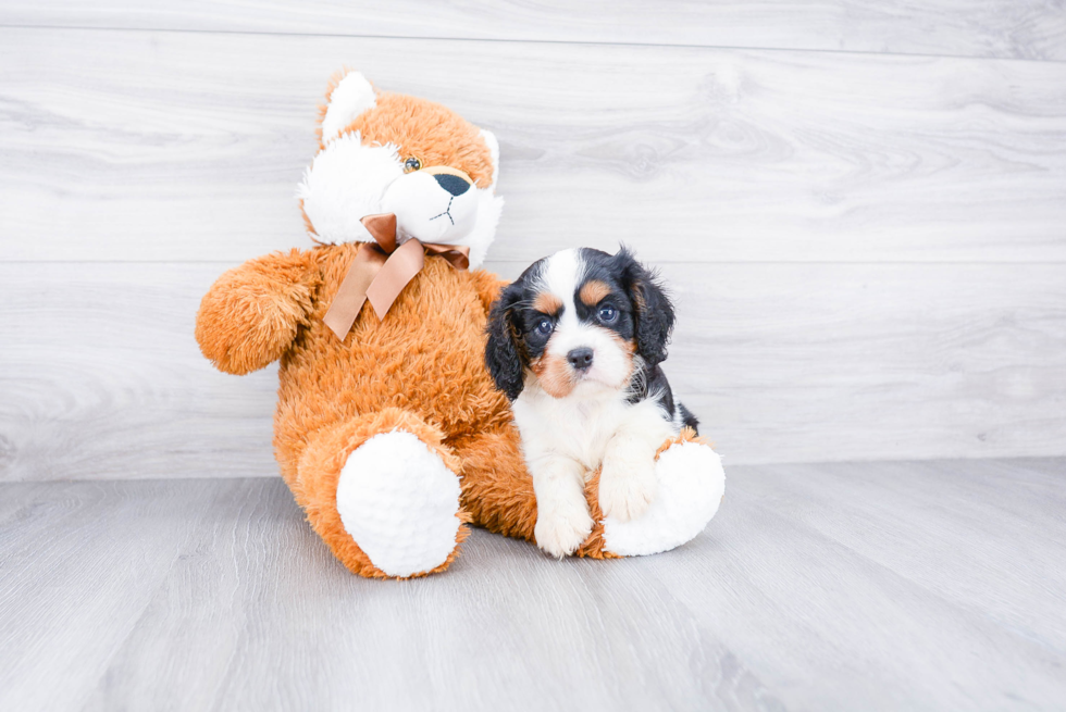 Friendly Cavalier King Charles Spaniel Baby