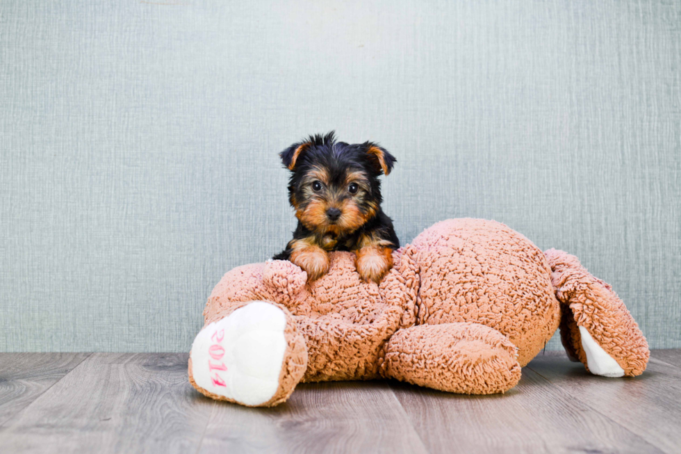 Meet Anthony - our Yorkshire Terrier Puppy Photo 