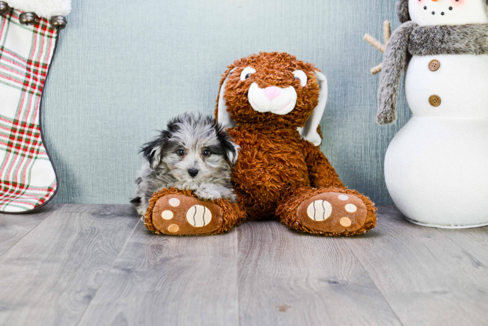 Mini Aussiedoodle Pup Being Cute