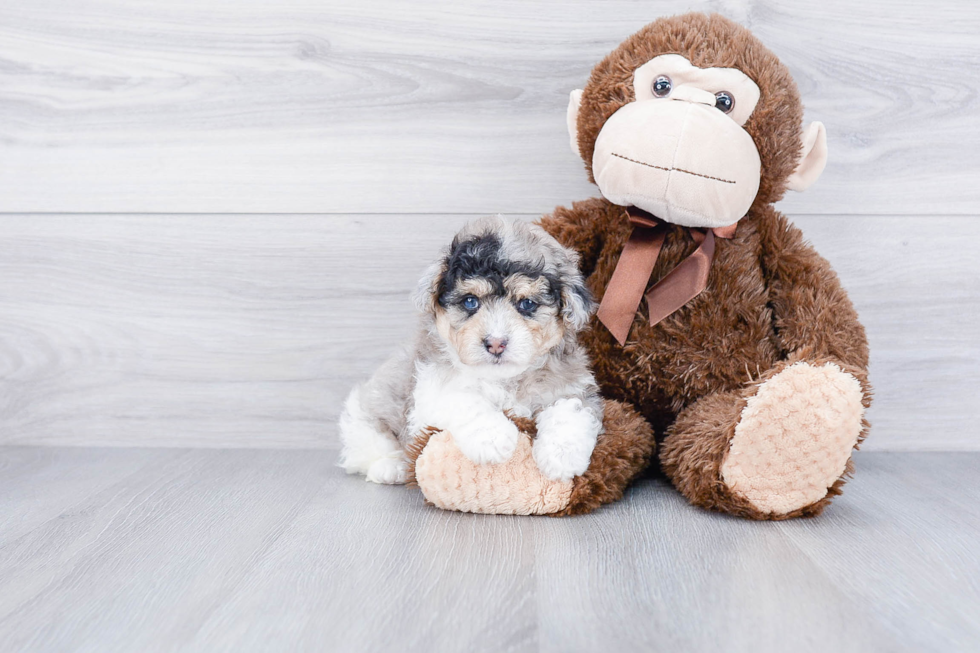 Fluffy Mini Aussiedoodle Poodle Mix Pup