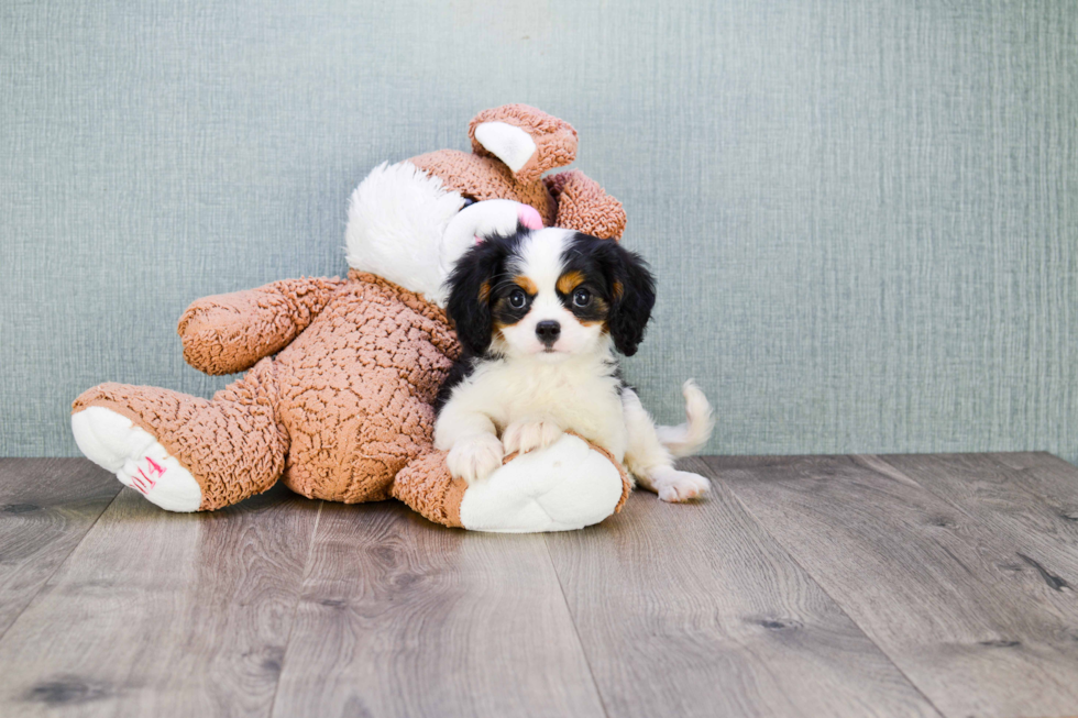 Hypoallergenic Cavalier King Charles Spaniel Purebred Pup