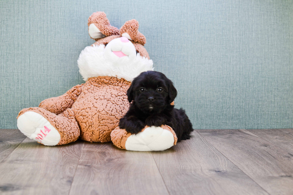 Cavapoo Puppy for Adoption