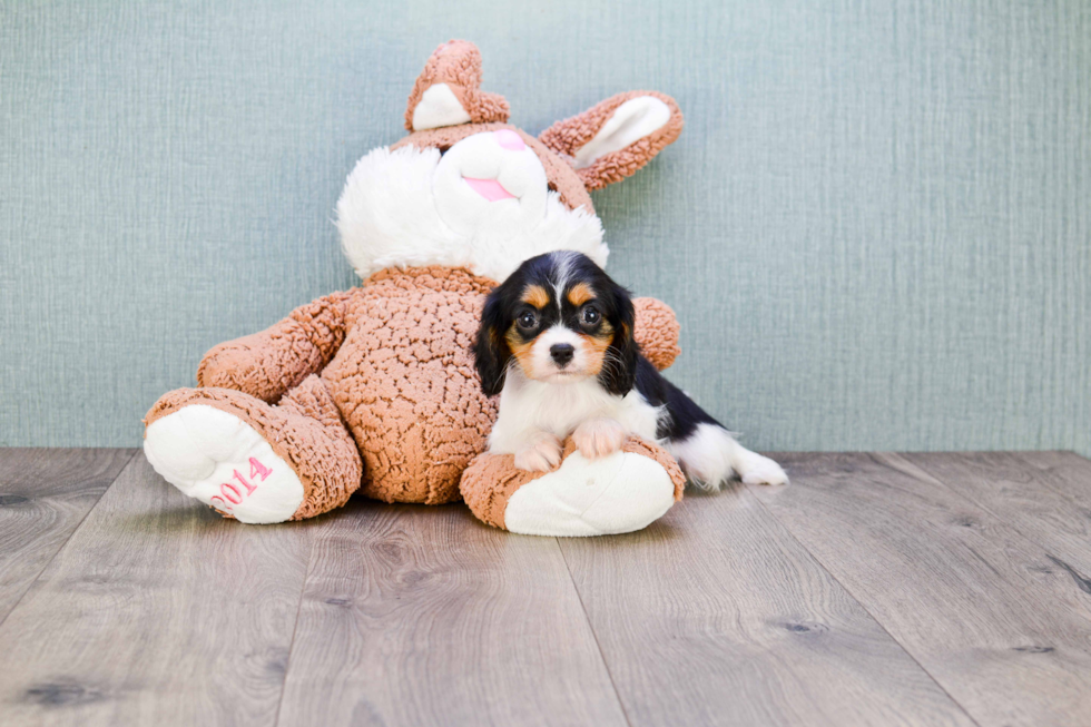 Adorable Cavalier King Charles Spaniel Purebred Puppy