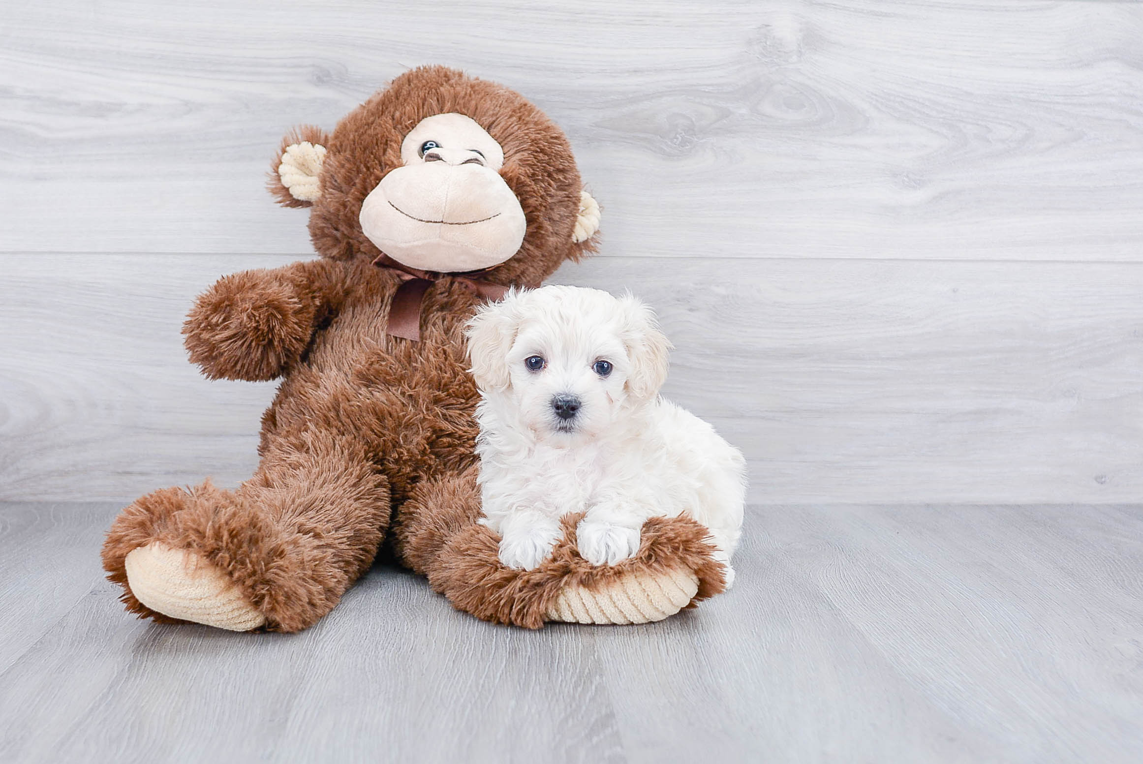 Adorable Maltese Poodle Poodle Mix Puppy