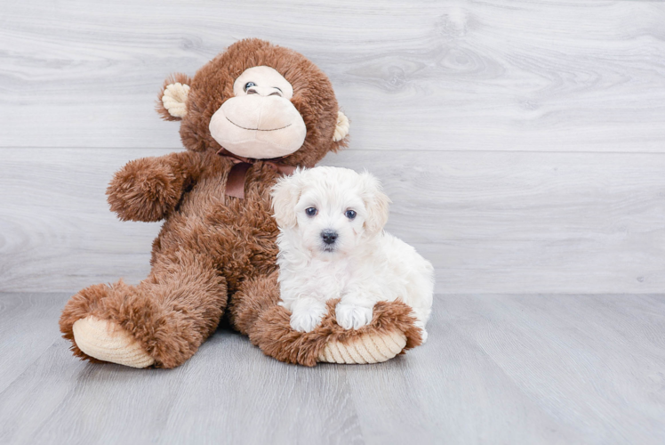 Adorable Maltese Poodle Poodle Mix Puppy