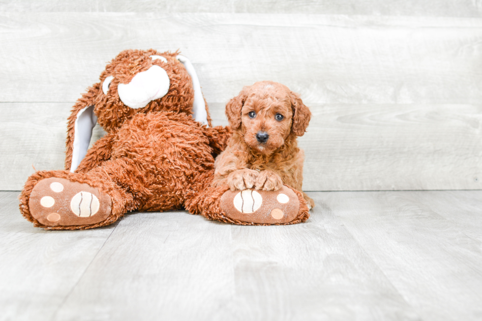 Smart Mini Goldendoodle Poodle Mix Pup