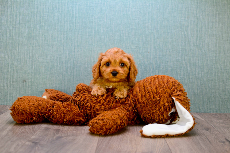 Cavapoo Pup Being Cute