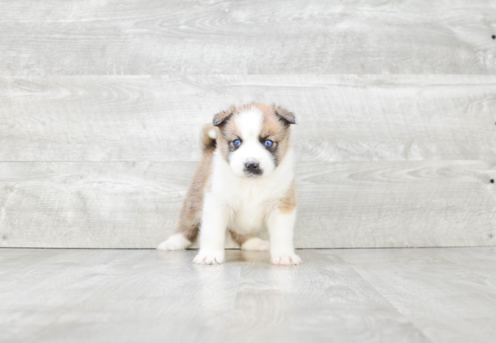 Little Mini Husky Designer Puppy