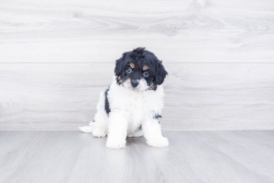 Sweet Mini Bernedoodle Baby