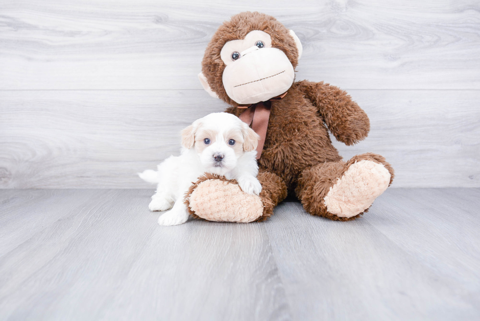 Best Maltipoo Baby